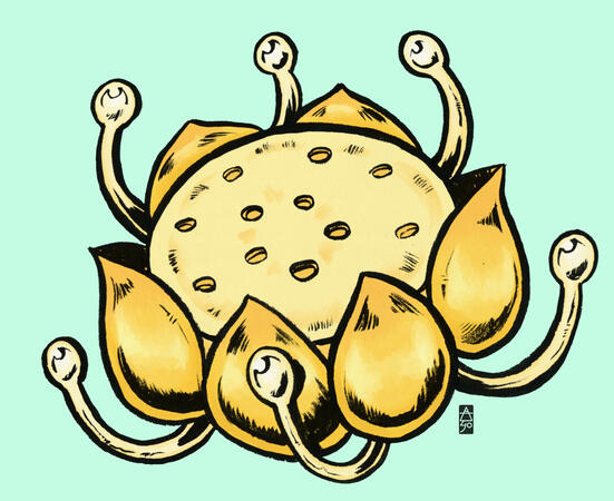 Nilotpala Lotus