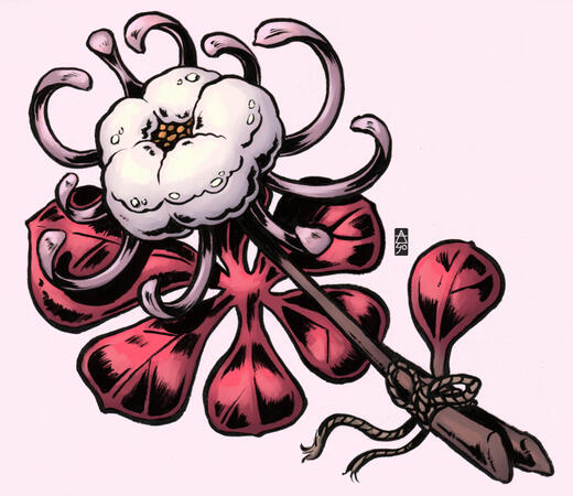 Silkflower